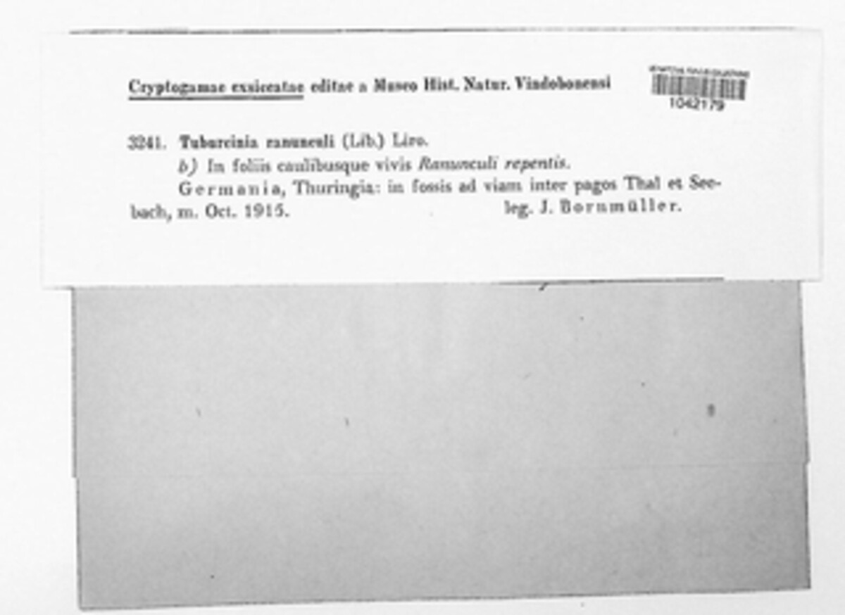 Tuburcinia ranunculi image